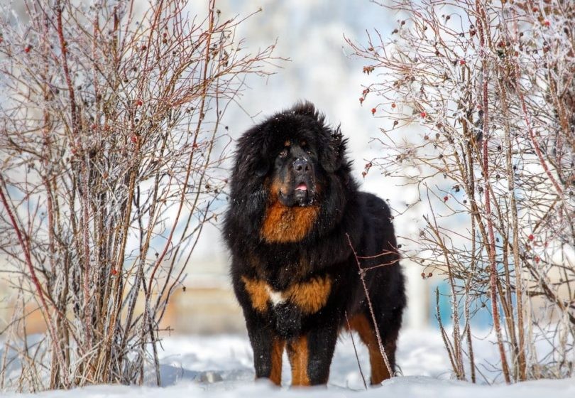 16種類の巨大な犬の品種 