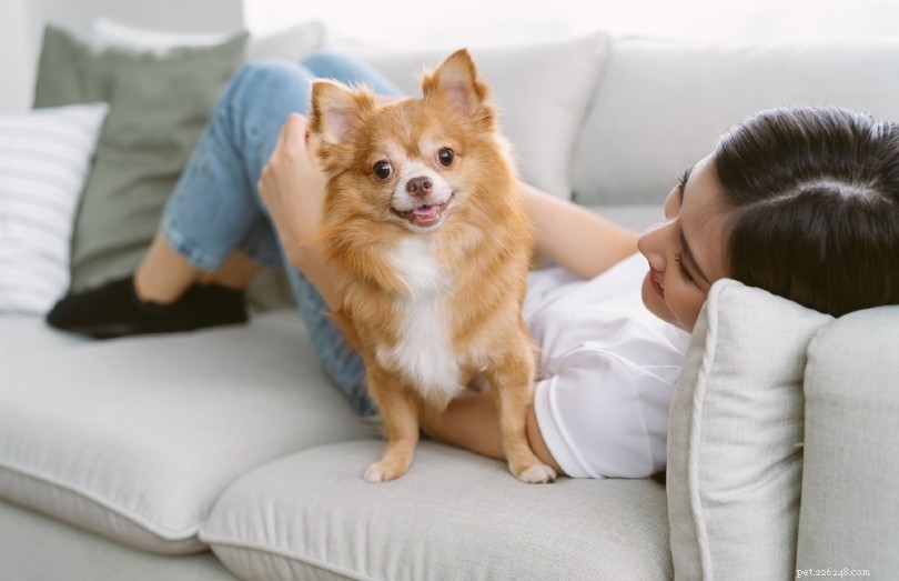 15 bästa hundar för lägenhetslivet