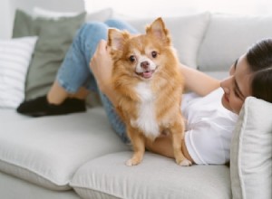 15 bästa hundar för lägenhetslivet