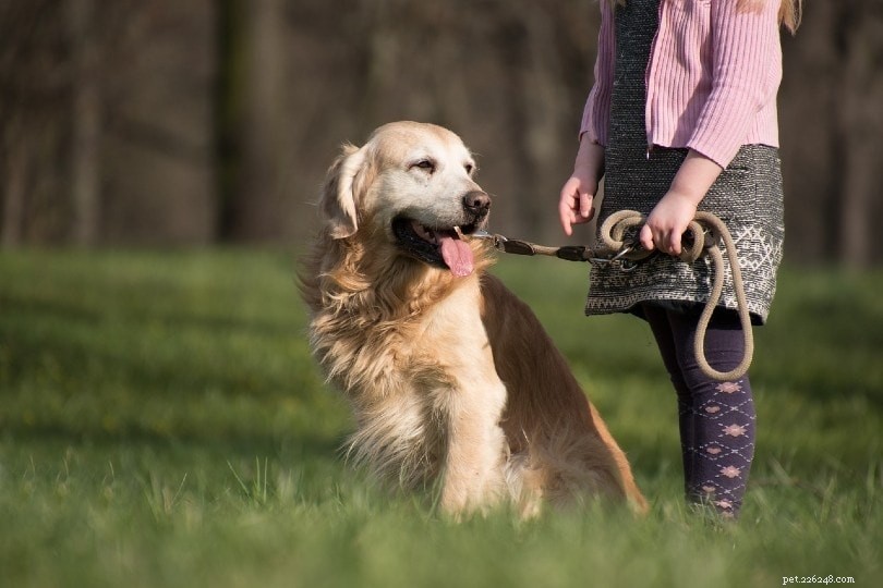 10 meilleures races de chiens pour les enfants et les familles