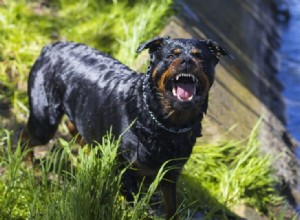 13 migliori razze di cani da guardia per proteggere la tua casa
