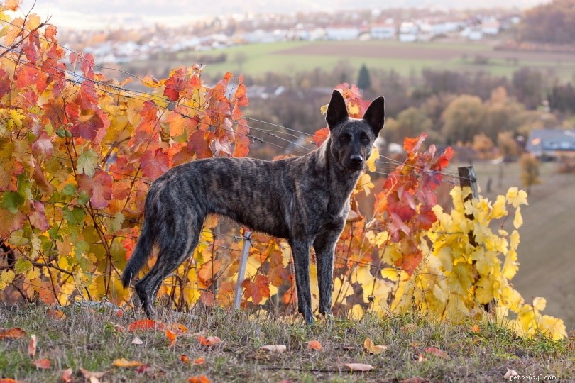 13 meilleures races de chiens de garde pour protéger votre maison 