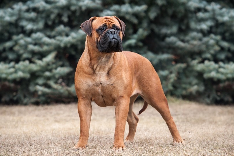 あなたの家を保護するための13の最高の番犬の品種 