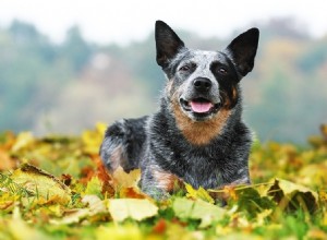 22 gezondste hondenrassen (met afbeeldingen)