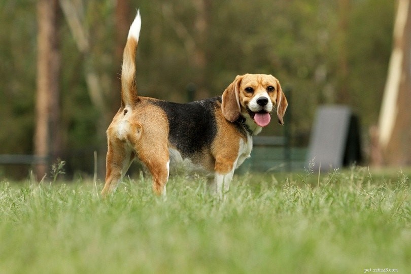 22 raças de cães mais saudáveis ​​(com fotos)