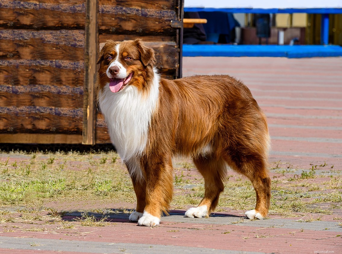 22 races de chiens les plus saines (avec photos)