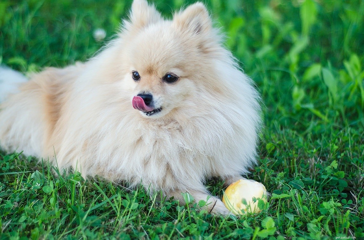 22 races de chiens les plus saines (avec photos)