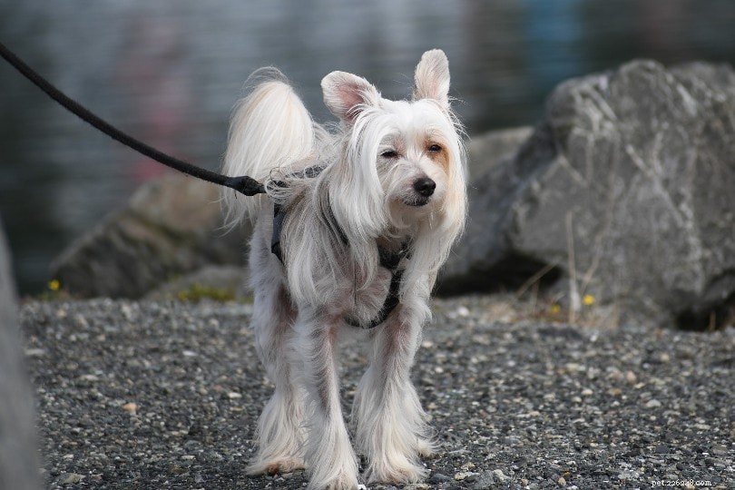 21 Chinese Crested Dog-mixen