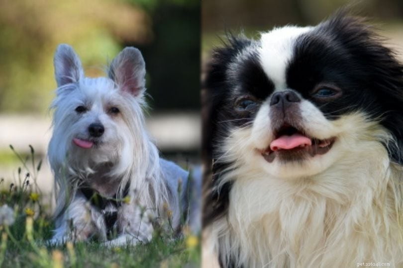 21 Chinese Crested Dog Mixes