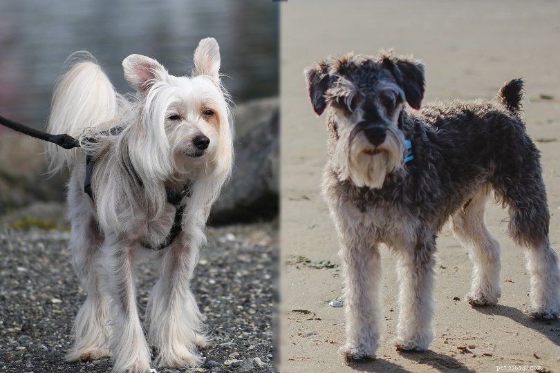 21 Chinese Crested Dog-mixen