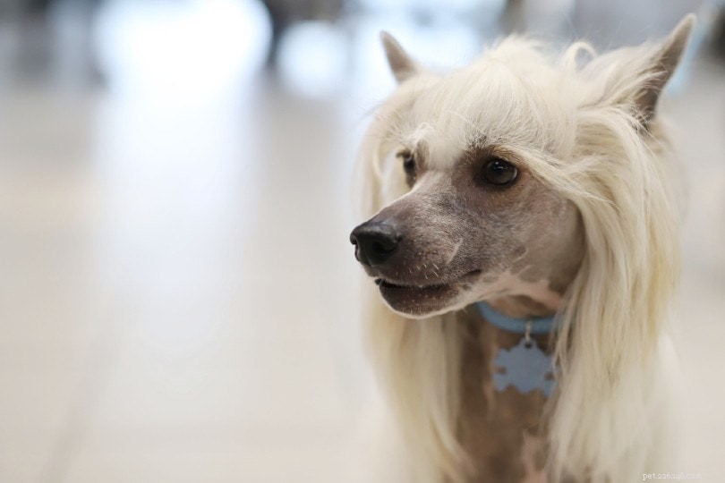 21 Chinese Crested Dog Mixes