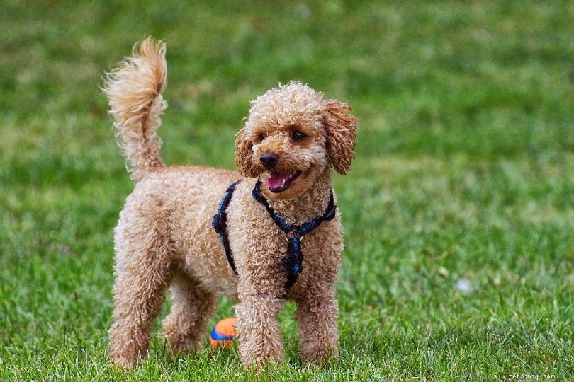 12 meilleures races de petits chiens (avec photos)