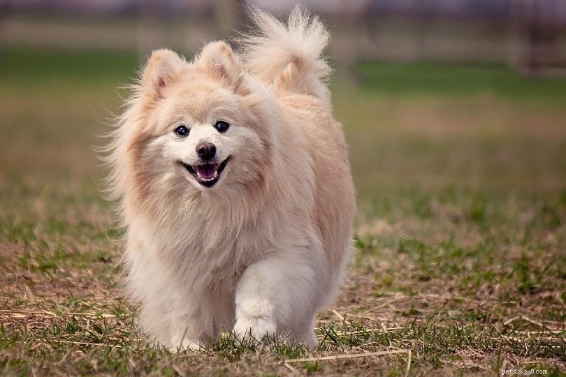 12 meilleures races de petits chiens (avec photos)