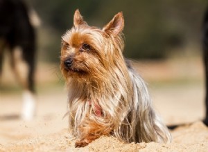 15 races de chiens miniatures