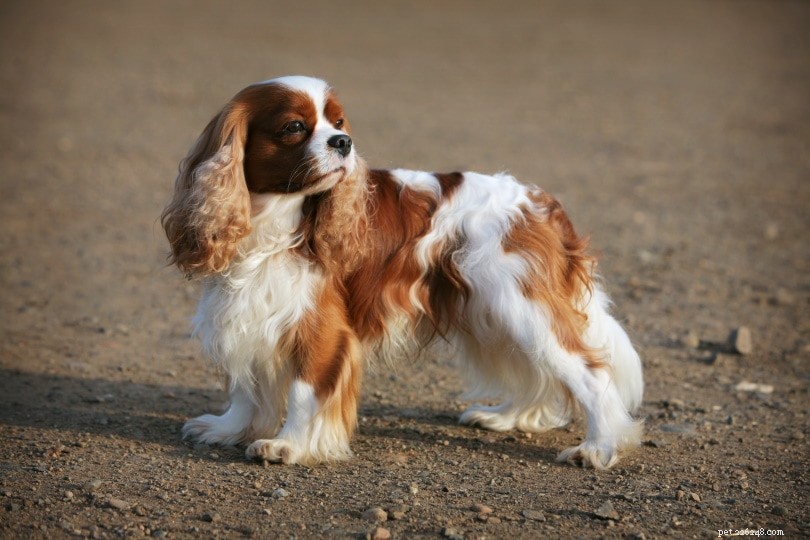 15 raças de cães em miniatura