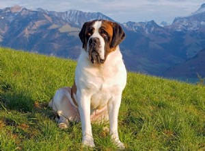 10 raças de cães da montanha