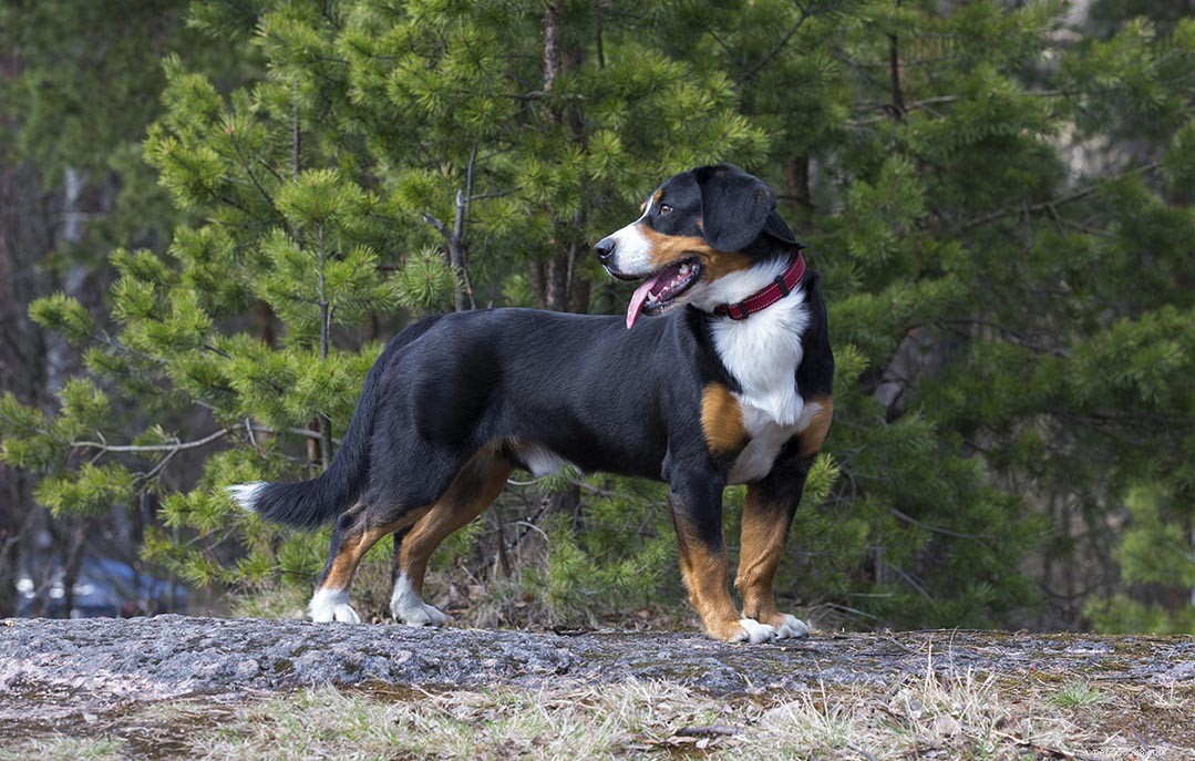 10 races de chiens de montagne