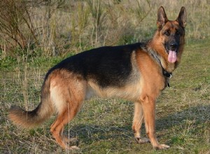 2022年の最も人気のある20の犬種（写真付き） 