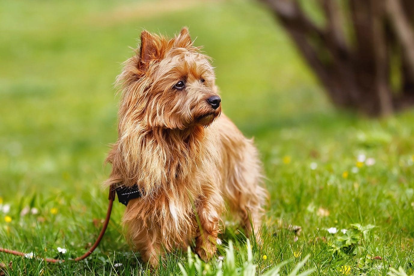 Mais de 100 raças puras de cães – Lista completa de A a Z