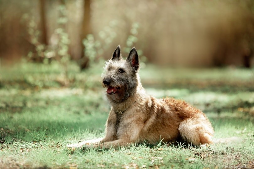 100+ rena hundraser – komplett lista från A till Ö