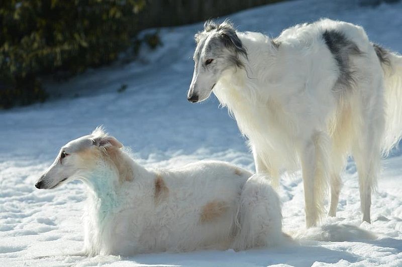 100+ rena hundraser – komplett lista från A till Ö