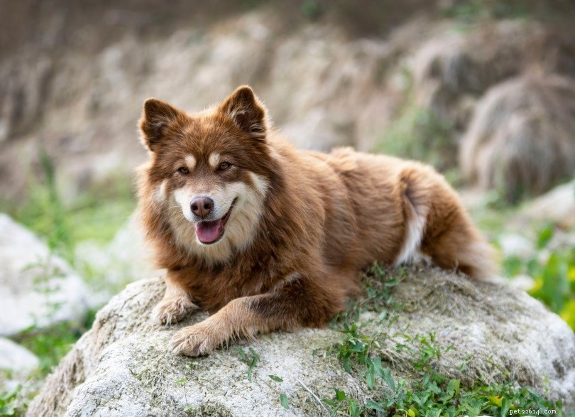 100+ čistých psích plemen – kompletní seznam od A do Z