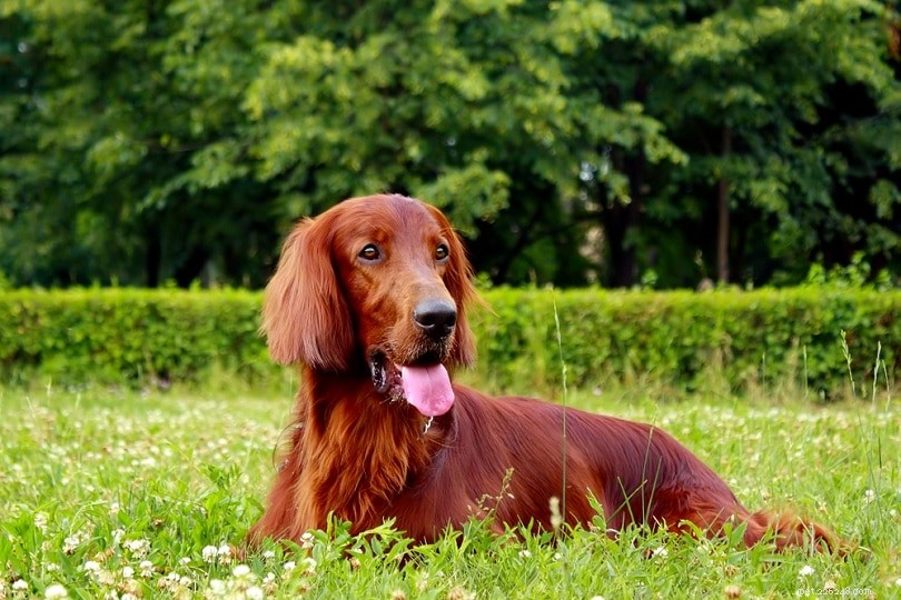 100以上の純粋な犬の品種–AからZまでの完全なリスト 