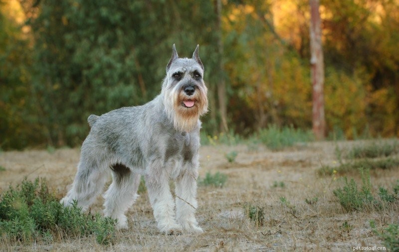 100以上の純粋な犬の品種–AからZまでの完全なリスト 