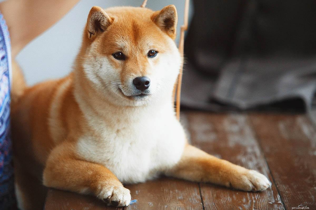 11 races de chiens japonais