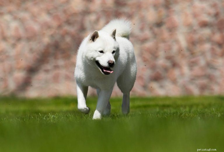 11 races de chiens japonais