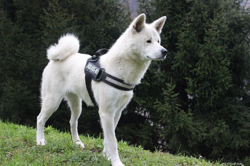 11 japonských plemen psů