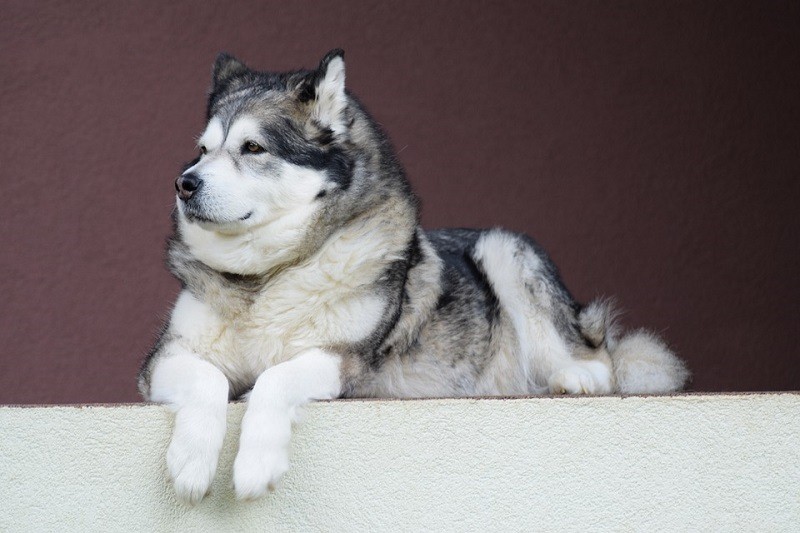 26 races de chiens de grande taille (avec photos)