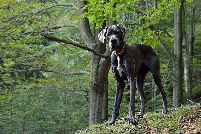 26 stora hundraser (med bilder)