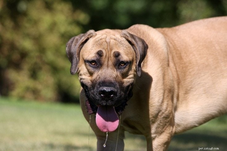 26 races de chiens de grande taille (avec photos)