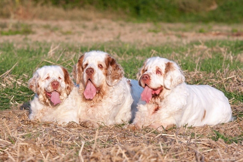 22 races de chiens les plus paresseux