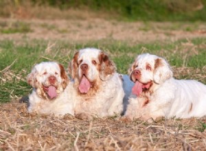 22 races de chiens les plus paresseux