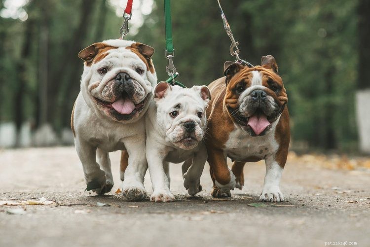 12 raças de cães de tamanho médio (com fotos)