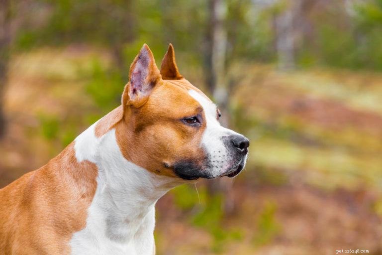 12 races de chiens de taille moyenne (avec photos)