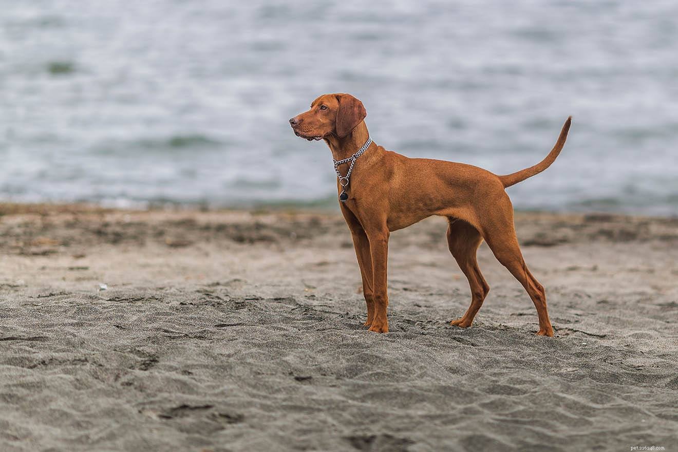 12 races de chiens de taille moyenne (avec photos)