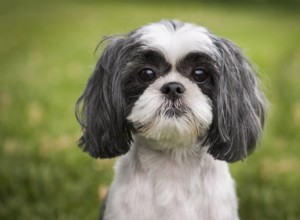 17 races de chiens hypoallergéniques qui ne perdent pas (avec photos)