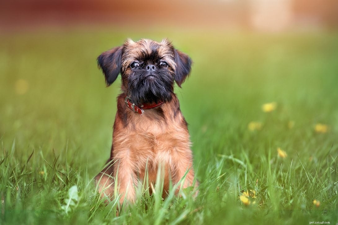 17 races de chiens hypoallergéniques qui ne perdent pas (avec photos)