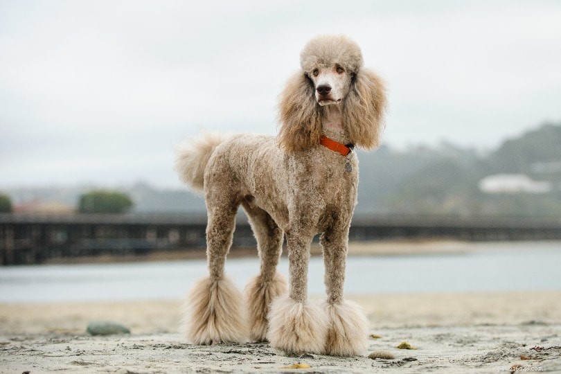17 raças de cães hipoalergênicos que não soltam pelos (com fotos)
