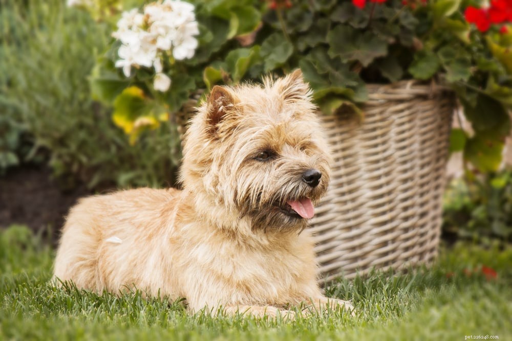 17 allergivänliga hundraser som inte fälls (med bilder)