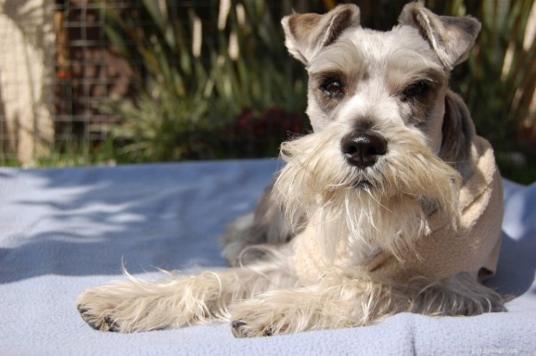 17 razze di cani ipoallergeniche che non perdono pelo (con immagini)
