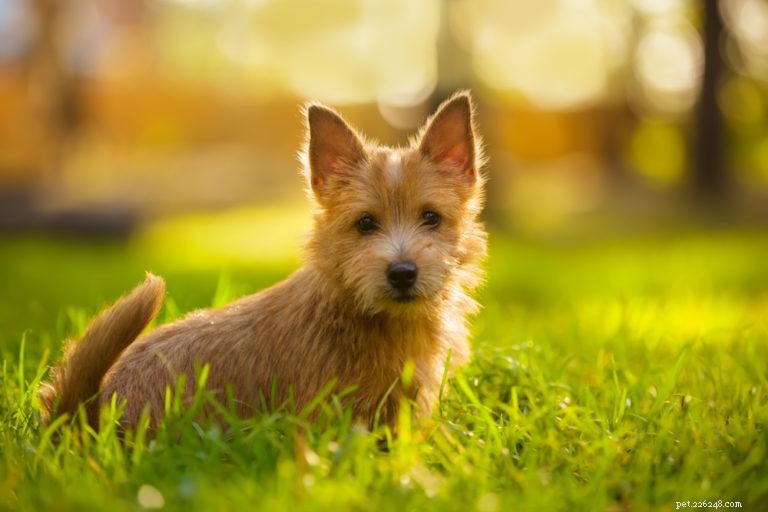 17 hypoallergene hondenrassen die niet verharen (met afbeeldingen)