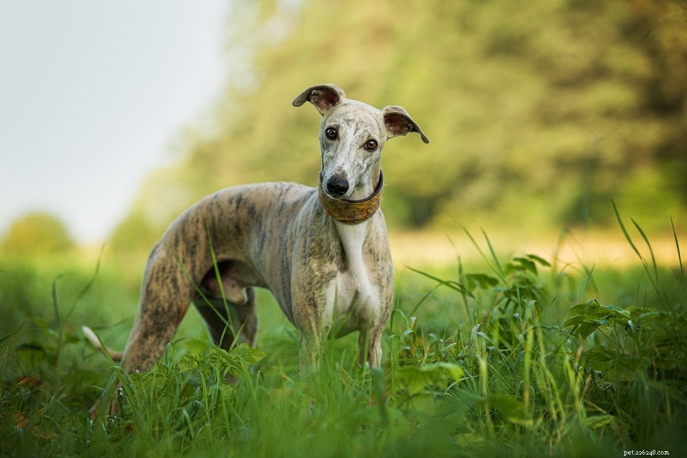 17 races de chiens hypoallergéniques qui ne perdent pas (avec photos)
