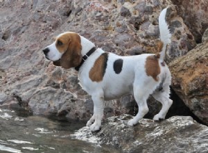 26最も人気のあるハウンド犬の品種 