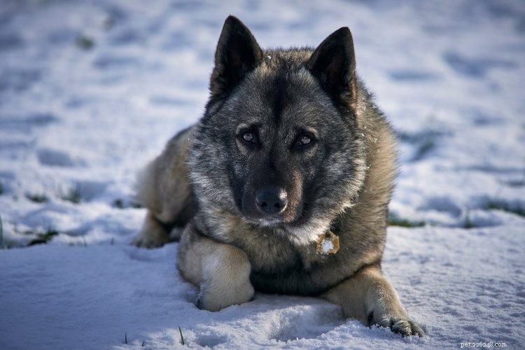 26 razze di cani da caccia più popolari