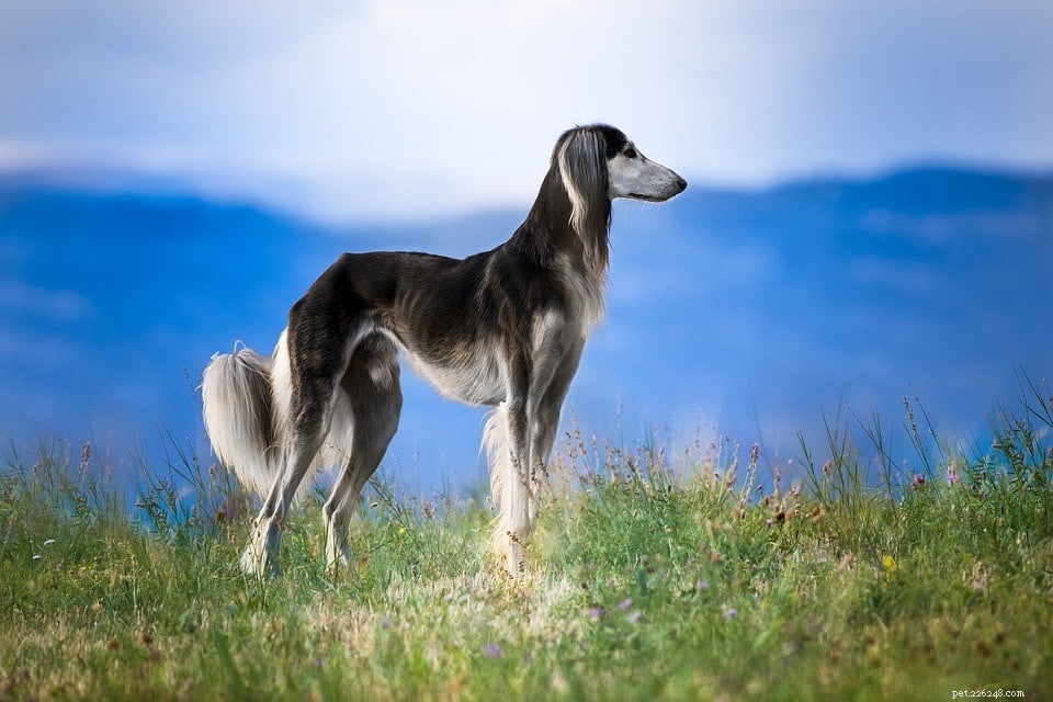 26 raças de cães de caça mais populares
