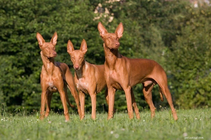 26 razze di cani da caccia più popolari